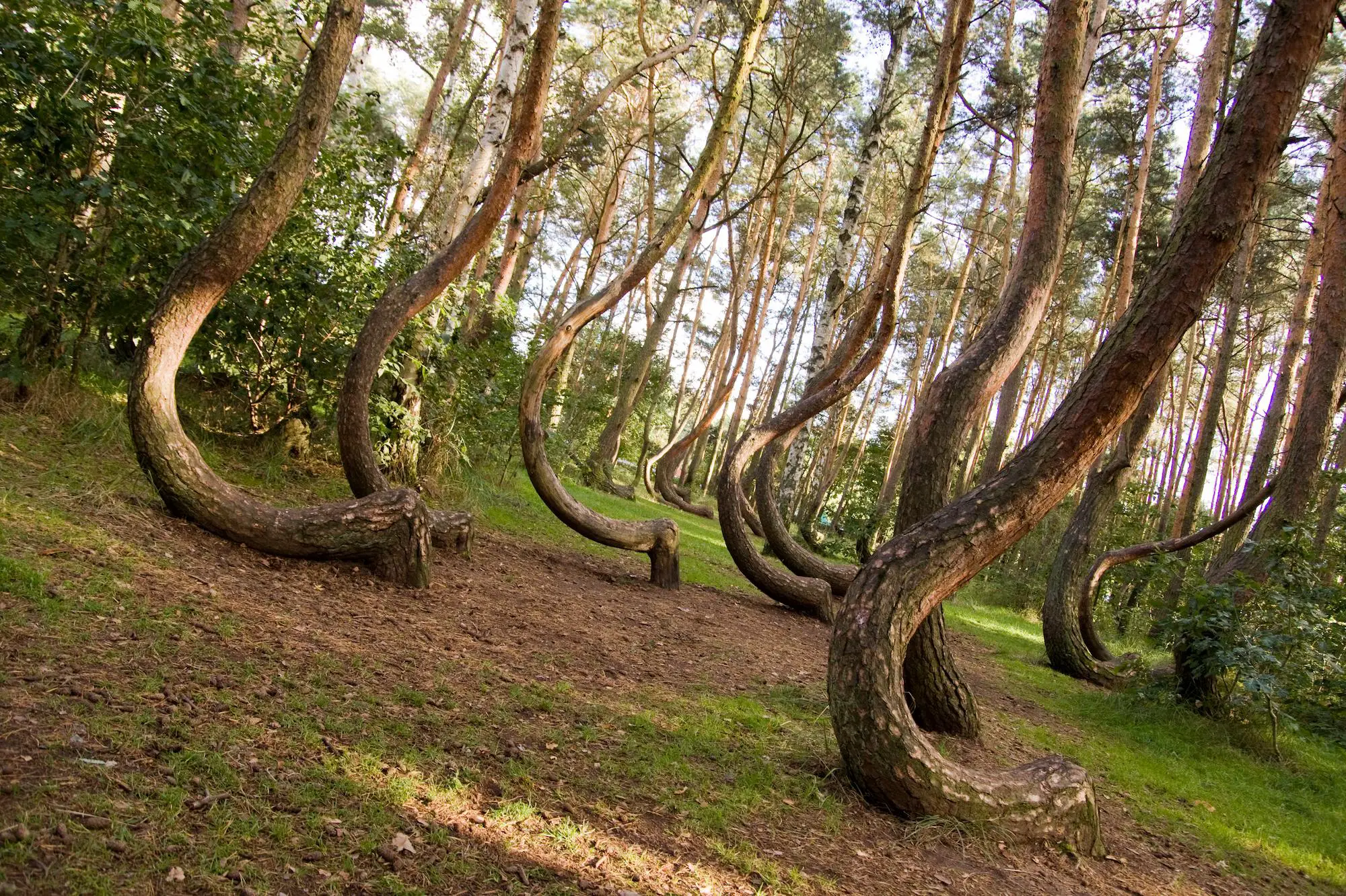 Crooked forest Poland
